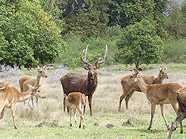 Deers at Wolmar